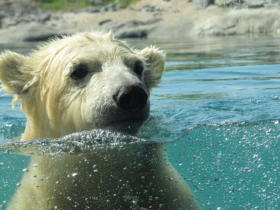 polar bear plunge in your pool